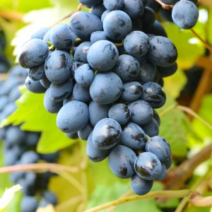 Kerstpakket Druivenstruik Venus - Blauwe druif