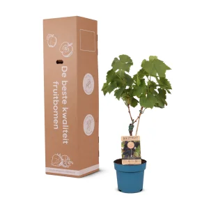 Kerstpakket Druivenstruik Venus - Blauwe druif