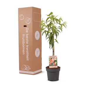 Kerstpakket Perzikboom