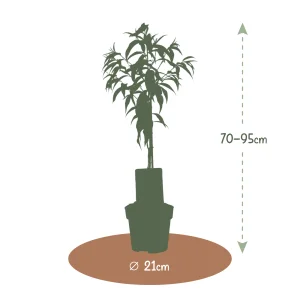 Kerstpakket Perzikboom